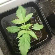 Eternity Grow cup 2026