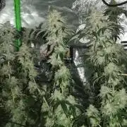 Sherbet Bananas🍌, Barney's Farm