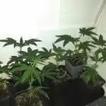 Clones from the mother, LC Runtz