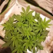 Grandpa Zombie IZI Contest