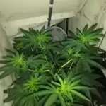 Mother of all Runtz