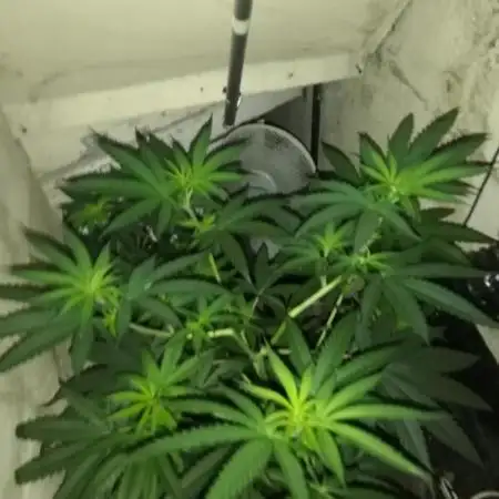 Lemon Cherry Runtz