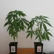 Cheesy Landrace GHSeeds