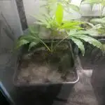 Clones from the mother Runt