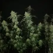 Sherbet Bananas🍌, Barney's Farm