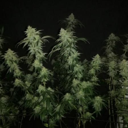 Sherbet Bananas🍌, Barney's Farm