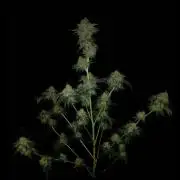 SSSB....Fast Version A.