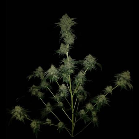 SSSB....Fast Version A.