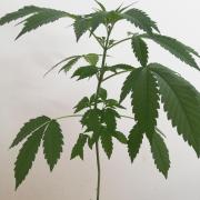 White Cheese.. Sensi seeds