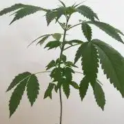 White Cheese.. Sensi seeds