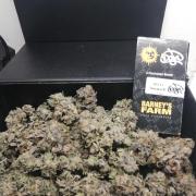 Sherbet Bananas🍌, Barney's Farm