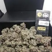 Sherbet Bananas🍌, Barney's Farm