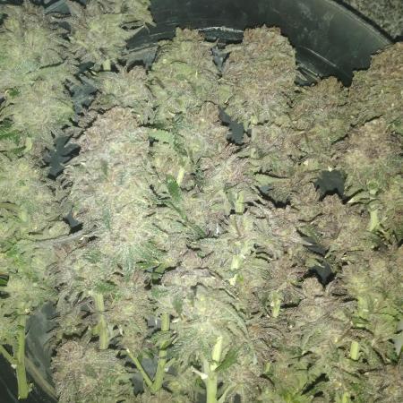 Unorthodox grow 1..coco.. plants #1 #2... seed