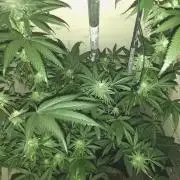 Lemon Cherry Runtz 100W LED