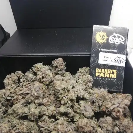 Sherbet Bananas🍌, Barney's Farm