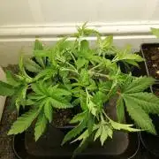 Grandpa Zombie IZI Contest