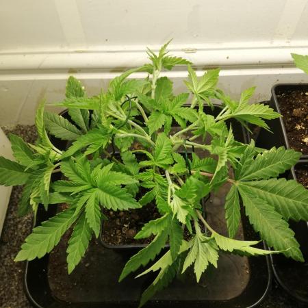 Grandpa Zombie IZI Contest