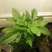 Grandpa Zombie IZI Contest