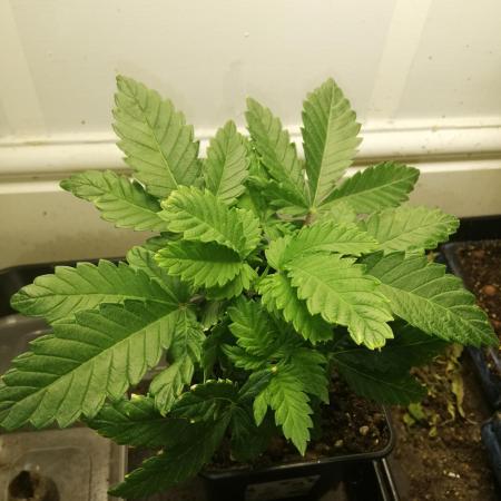 Grandpa Zombie IZI Contest