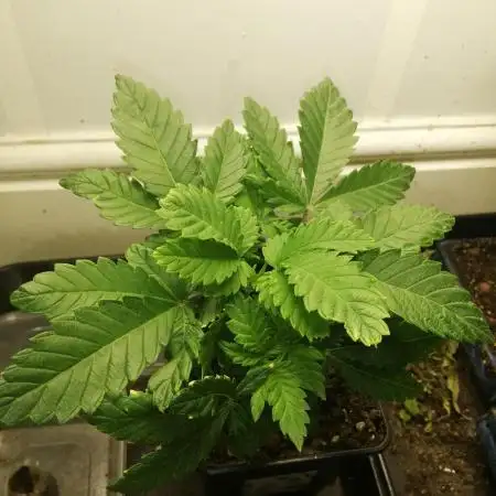 Grandpa Zombie IZI Contest