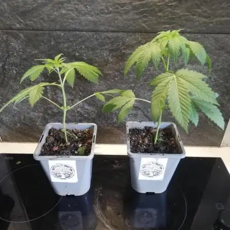 The White Sweet Candy OG One. F025