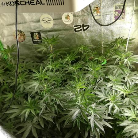 Sherbet Bananas🍌, Barney's Farm