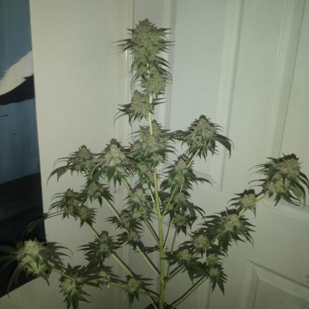 SSSB....Fast Version A.