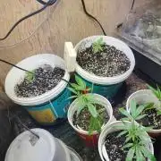 Berries, Runtz & OG Kush SOG