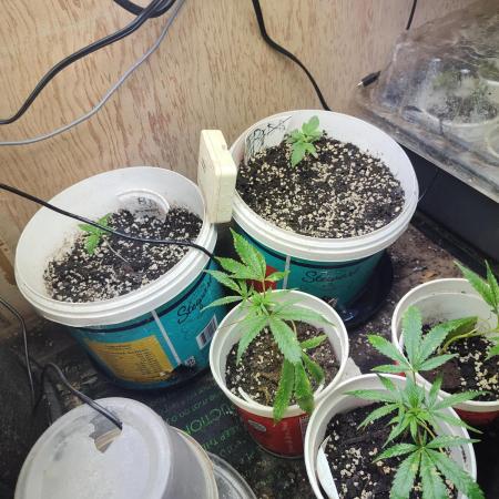 Berries, Runtz & OG Kush SOG