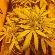 Berries, Runtz & Black Cheez SOG