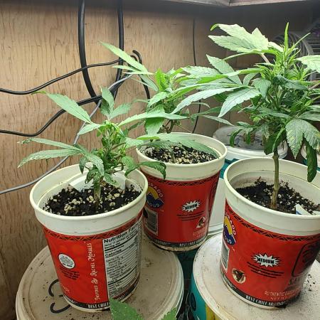 Berries, Runtz & Black Cheez SOG