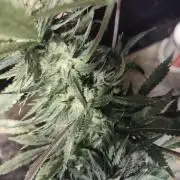 Strawberry Cough seed run