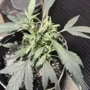 Strawberry Cough seed run