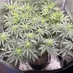 Ice Cream Haze - Dutch Passion 🏆
