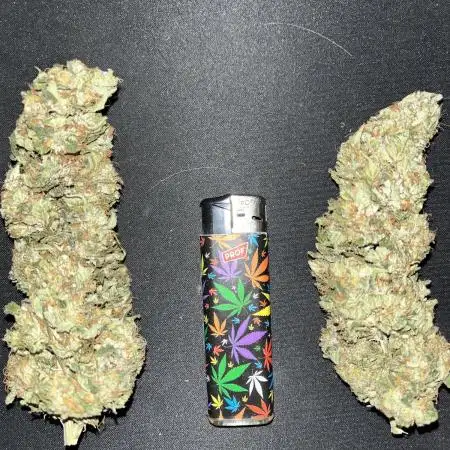 Ice Cream Haze - Dutch Passion 🏆