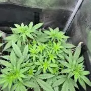 Divine OG Kush indoor run