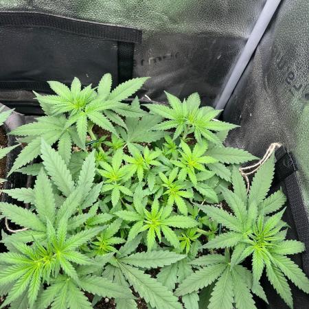 Divine OG Kush indoor run