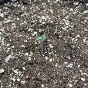 Divine OG Kush indoor run