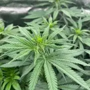 Divine OG Kush indoor run