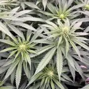 Divine OG Kush indoor run
