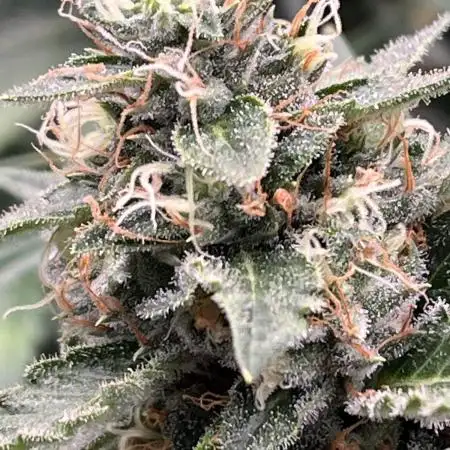 Ice Cream Haze - Dutch Passion 🏆