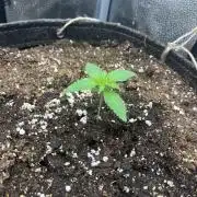Divine OG Kush indoor run