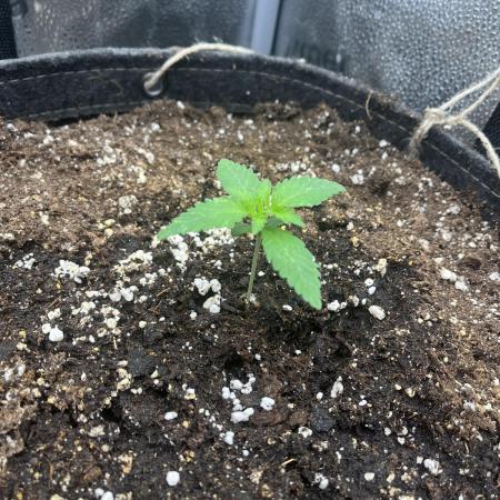 Divine OG Kush indoor run