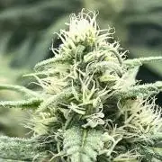 Divine OG Kush indoor run