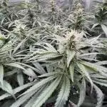 Ice Cream Haze - Dutch Passion 🏆