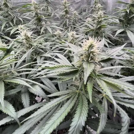 Ice Cream Haze - Dutch Passion 🏆