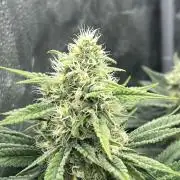 Divine OG Kush indoor run