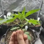 Ice Cream Haze - Dutch Passion 🏆