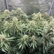 Divine OG Kush indoor run