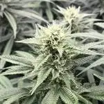 Ice Cream Haze - Dutch Passion 🏆